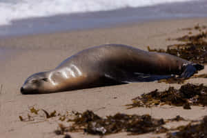 California Sea Lion Restingon Beach Wallpaper