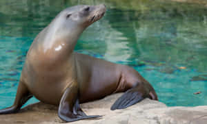 California Sea Lion Restingon Rock Wallpaper