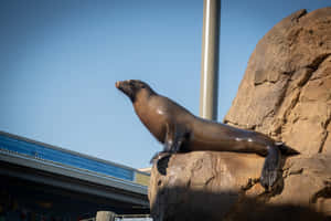 California Sea Lion Sunbathing Wallpaper