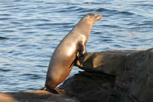 California Sea Lion Sunbathing Wallpaper