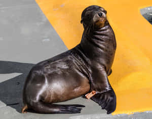 California Sea Lion Sunbathing Wallpaper