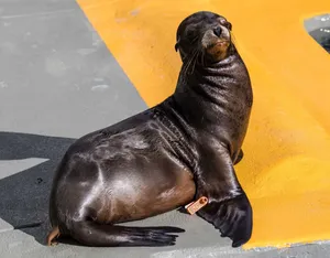 California Sea Lion Sunbathing Wallpaper