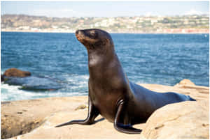 California Sea Lion Sunbathing Wallpaper