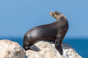 California Sea Lion Sunbathing Wallpaper