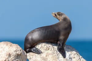 California Sea Lion Sunbathing Wallpaper