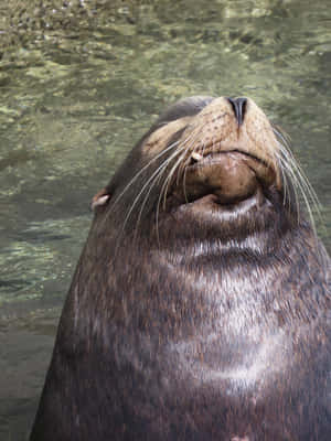 California Sea Lion Sunbathing Wallpaper