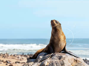 California Sea Lion Sunbathingon Rock Wallpaper