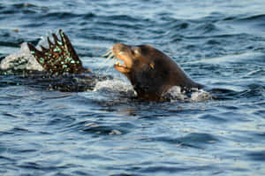 California Sea Lion Swimming Wallpaper