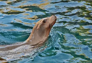 California Sea Lion Swimming Wallpaper