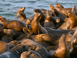 California Sea Lions Gathering Wallpaper