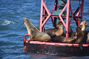 California Sea Lions Restingon Buoy Wallpaper