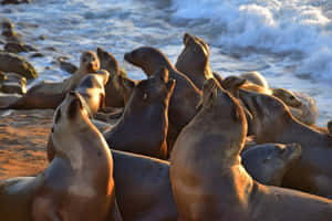 California Sea Lions Sunset Gathering Wallpaper