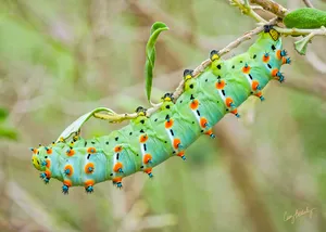 Calleta Silkmoth Catterpillar Green Nature Wallpaper