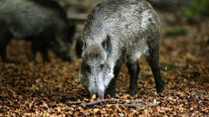 Calm Wild Boar Wallpaper