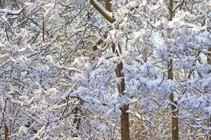 Calming Snow-covered Branches Wallpaper