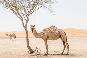 Camel Under The Tree Wallpaper