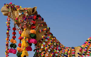 Camel With Colorful Necklaces Wallpaper