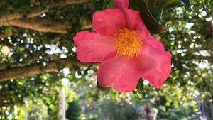 Camellia Sasanqua Bloom Wallpaper