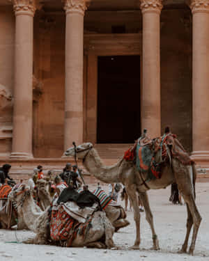Camels By Jordan Petra Columns Wallpaper