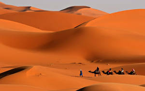 Camels In Mountain Desert Wallpaper