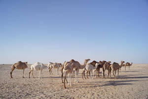 Camels Of Mauritania Wallpaper
