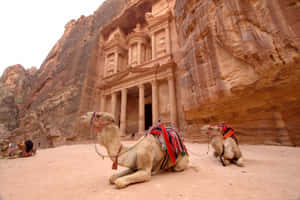 Camels Resting At The Archaeological Site Of Petra Wallpaper