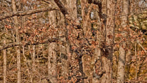 Camouflage For The Outdoorsman Wallpaper