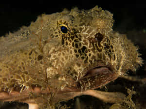 Camouflaged Batfish Underwater Wallpaper