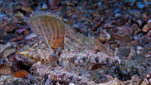 Camouflaged Dragonet With Fin Display Wallpaper