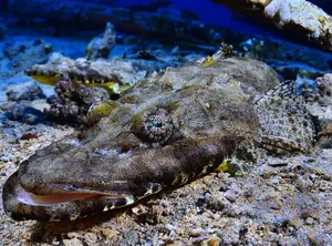 Camouflaged Flathead Fish On Seabed.jpg Wallpaper