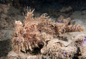 Camouflaged Frogfish Underwater Wallpaper
