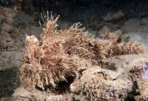 Camouflaged Frogfish Underwater Wallpaper