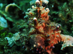 Camouflaged Frogfish Underwater Wallpaper