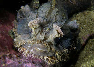 Camouflaged Frogfish Underwater Wallpaper