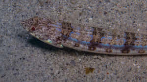 Camouflaged Lizardfishon Sandy Bottom Wallpaper