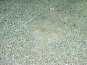 Camouflaged Plaiceon Seabed.jpg Wallpaper