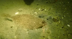 Camouflaged Plaiceon Seabed.jpg Wallpaper