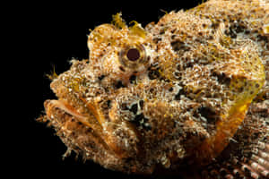 Camouflaged_ Scorpionfish_ Closeup Wallpaper