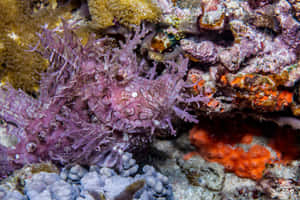 Camouflaged_ Scorpionfish_in_ Coral_ Reef.jpg Wallpaper