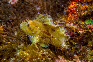 Camouflaged_ Scorpionfish_ Underwater.jpg Wallpaper