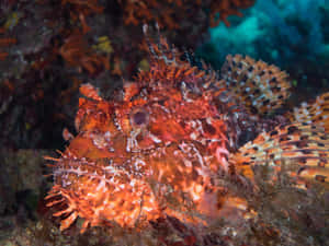 Camouflaged Scorpionfish Underwater Wallpaper