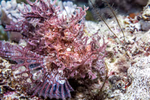 Camouflaged Scorpionfishin Coral Reef Wallpaper