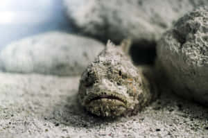 Camouflaged Stonefish Hidingin Sand.jpg Wallpaper