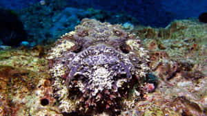 Camouflaged Stonefish Ocean Floor.jpg Wallpaper