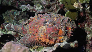 Camouflaged Stonefish Reef Environment.jpg Wallpaper