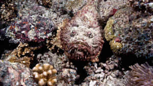 Camouflaged_ Stonefish_ Reef_ Scene Wallpaper