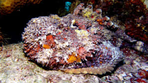 Camouflaged_ Stonefish_ Underwater.jpg Wallpaper