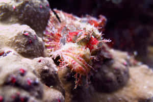 Camouflaged Stonefish Underwater.jpg Wallpaper