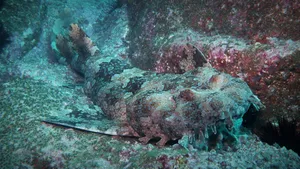 Camouflaged Wobbegong Shark Wallpaper
