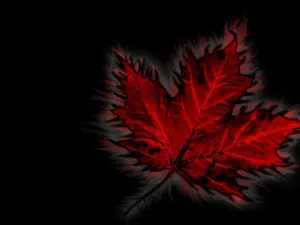 Canada Day Leaf Wallpaper